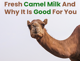 Fresh Camel Milk And Why It Is Good For You