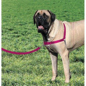 Importance Of A Dog Harness