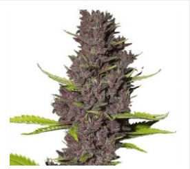 THC is the aggravate that causes the alleged high of Weed seeds for sale onlin