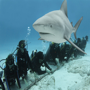 Expert Tips for Safe Bull Sharks Diving