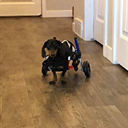 Dog Wheelchairs – A Blessing in Disguise