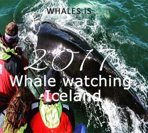 Whales in all our tours, and lots of them!