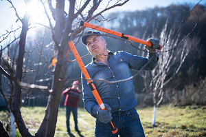 Call For Your Help to the Tree Removal in Troy MI Services Immediately