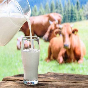 Should Pregnant Ladies Drink Cow Milk?