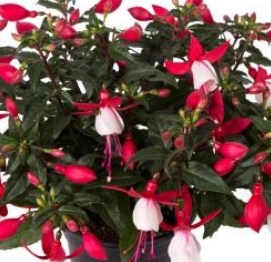 How to maintain your nursery and gardens?
