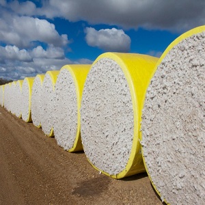 India’s cotton exports set for revival over global demand