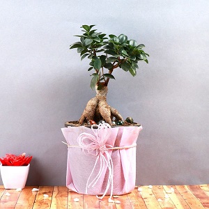 Online Plant Nursery to Order Bonsai Plants