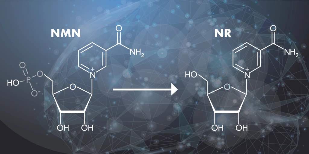 NMN or NR: Which is Best for NAD+ Levels?