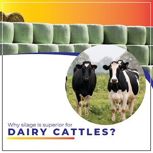 Why silage is superior for dairy cattle?