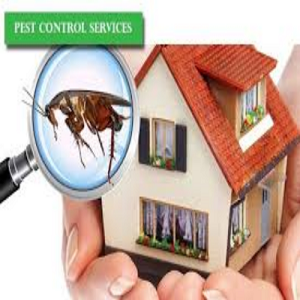 your key to success An insect control company in Riyadh