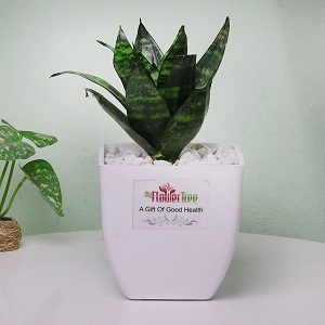 How to Bring Nature Home? Buy Online Plants