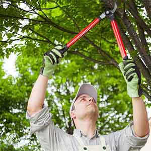 Tree Care Tips Dying Trees