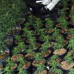 Skywalk Dispensary brings the best of medical marijuana for sale