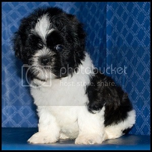 Shih Poo Puppies For Sale In San Antonio | Abcpuppy.com