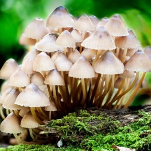TOP 4 REASONS WHY MAGIC MUSHROOMS CAN HELPS YOUR BODY