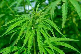 How To Buy 420 King Marijuana Carefully?
